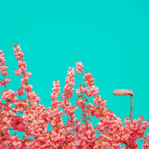Mode Esthetiek Straat Roze Bloemen Kersenbloesem — Stockfoto