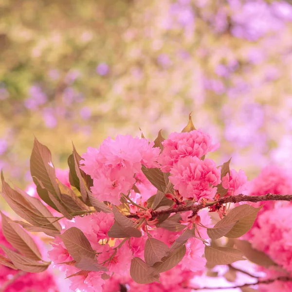 Fashion aesthetics Pink Flowers. Cherry blossom tree.