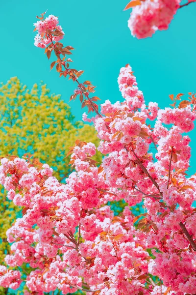Fashion aesthetics wallpaper. Pink Flowers. Cherry blossom tree.