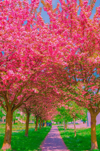 Moda Estetyka Tapety Projektowania Wiśniowe Drzewo Wibracje Różowej Wiosny — Zdjęcie stockowe