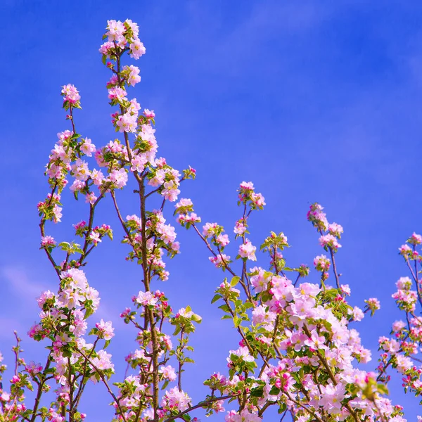 Весенняя Эстетика Обои Яблоня Цветущее Дерево — стоковое фото