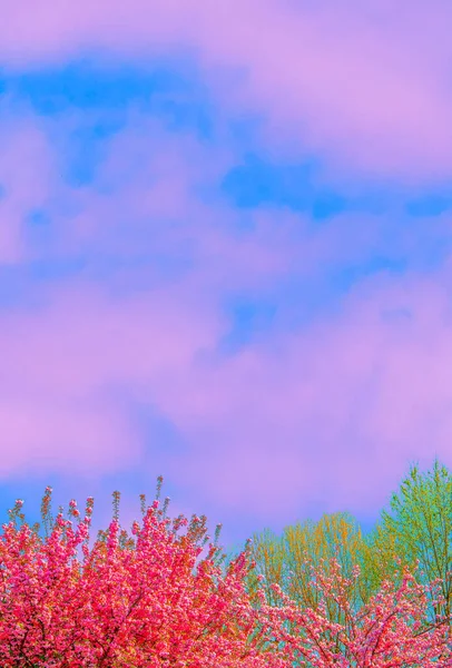 Весной Вибрации Мода Эстетика Обои Открытом Воздухе Цветущая Сакура — стоковое фото