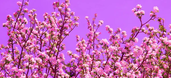 Frühling Ästhetik Mode Tapete Apfelblütenbaum — Stockfoto