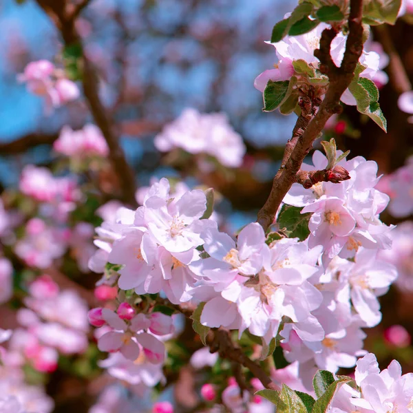 Spring aesthetics fashion wallpaper  Apple flowers blossom tree.