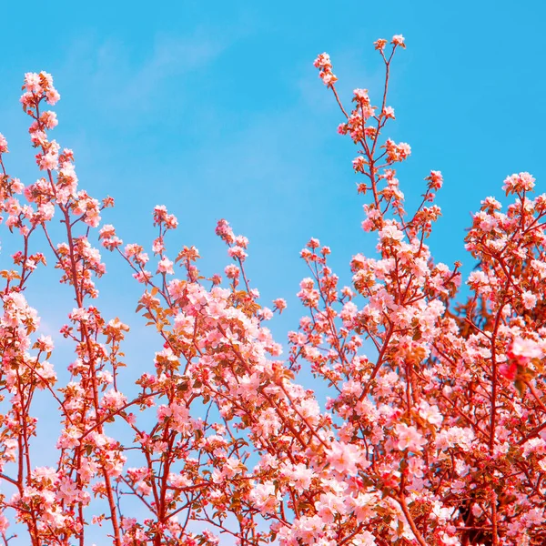 Spring Fashion aesthetics wallpaper  Apple blossom tree.