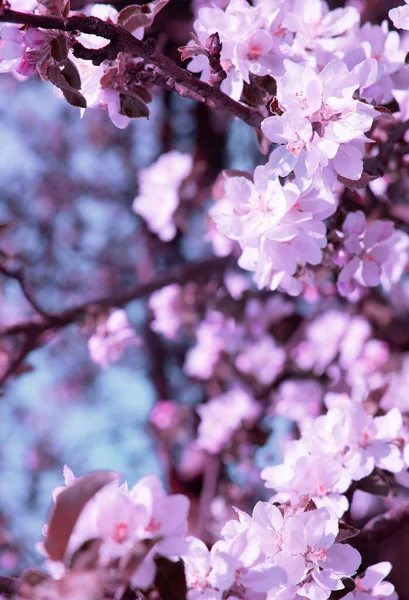 Papel Pintado Moda Estética Flores Manzana Árbol Flores — Foto de Stock