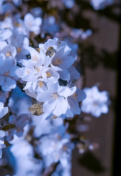Esthetiek Mode Behang Appelbloemen Bloeien Voorjaarsstemming — Stockfoto