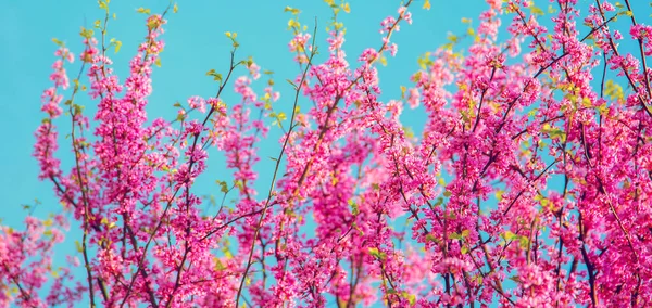 Papel Pintado Moda Estética Flores Cerezo Florecen Humor Primavera — Foto de Stock