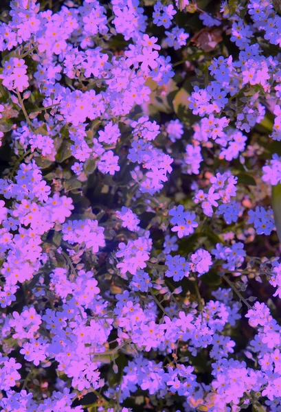 Естетика Модних Весняних Шпалер Синій Фон Диких Квітів — стокове фото