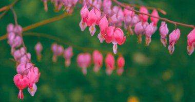 Doğa estetiği duvar kâğıdı. Vahşi pembe çiçekler açıyor.