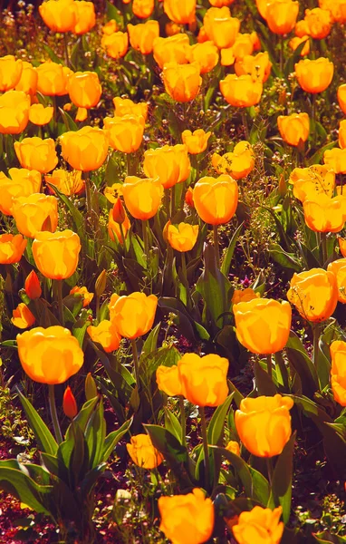 Moda Estética Papel Parede Fundo Tulipa Amarela — Fotografia de Stock