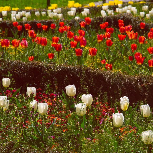 Naturalna Tapeta Estetyczna Wymieszać Tło Kwiat Tulipanów — Zdjęcie stockowe