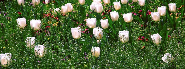Nature aesthetics wallpaper. White tulip bloom background.