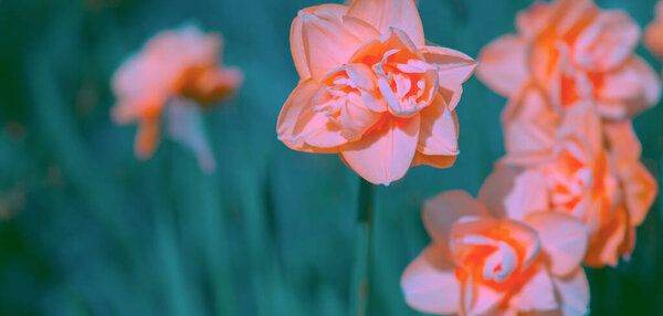 Flowers aesthetics wallpaper. Yellow narcissus background. Nature lover concept