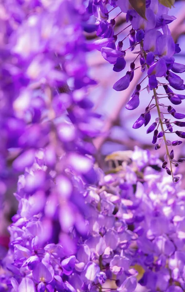 Bloemen Esthetiek Behang Natuurliefhebber Concept Bloeiend Lila — Stockfoto