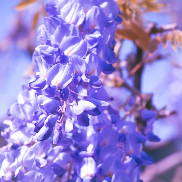Natureza Estética Papel Parede Flores Azuis Florescentes — Fotografia de Stock