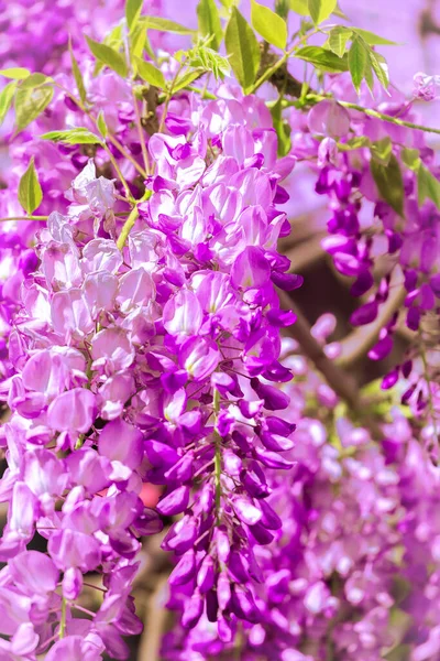 Blommor Estetik Tapet Begreppet Naturälskare Blommande Lila Lila — Stockfoto