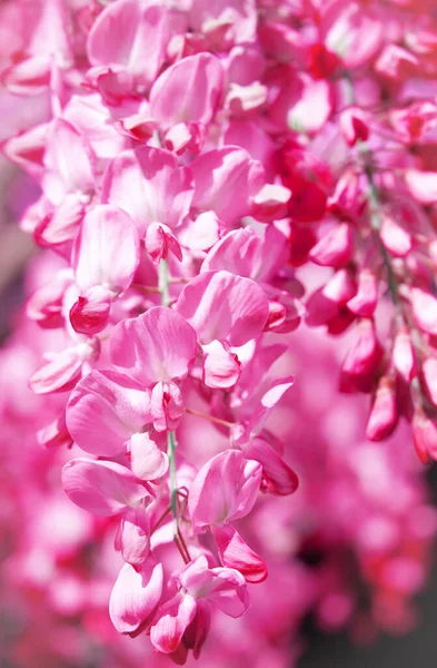 Fondo Pantalla Estética Naturaleza Flores Rosas Florecientes — Foto de Stock