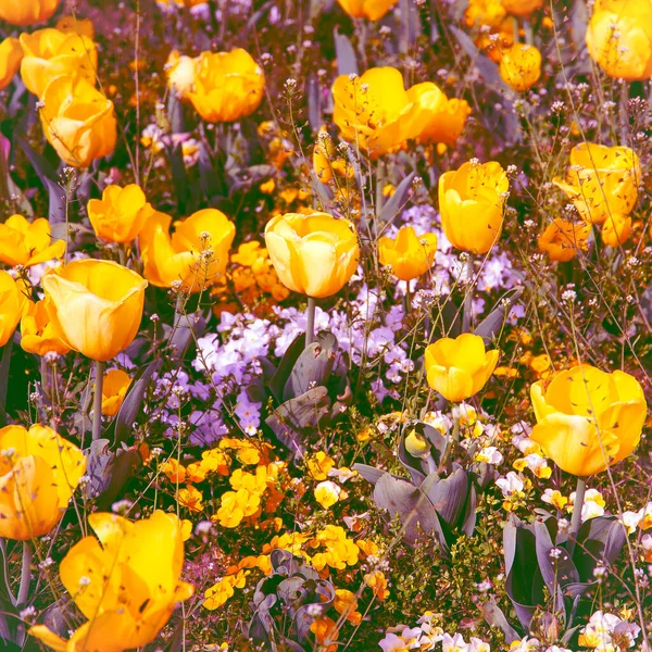 Nature aesthetics wallpaper. Blooming yellow tulip background