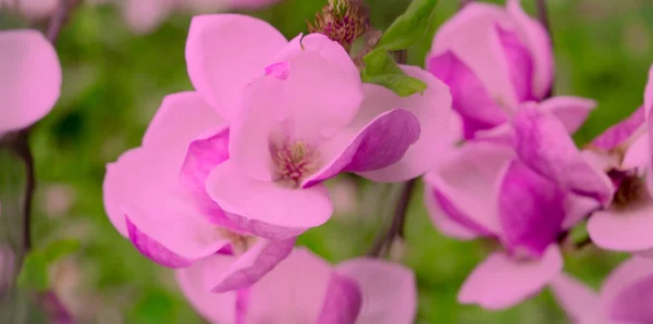 Nature aesthetics wallpaper. Blooming magnolia flowers background