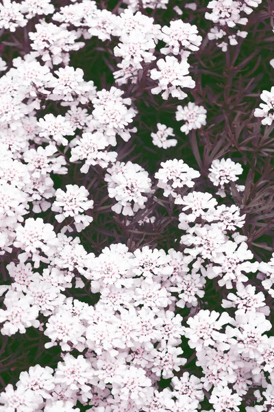 Nature aesthetics wallpaper. Blooming wild white flowers