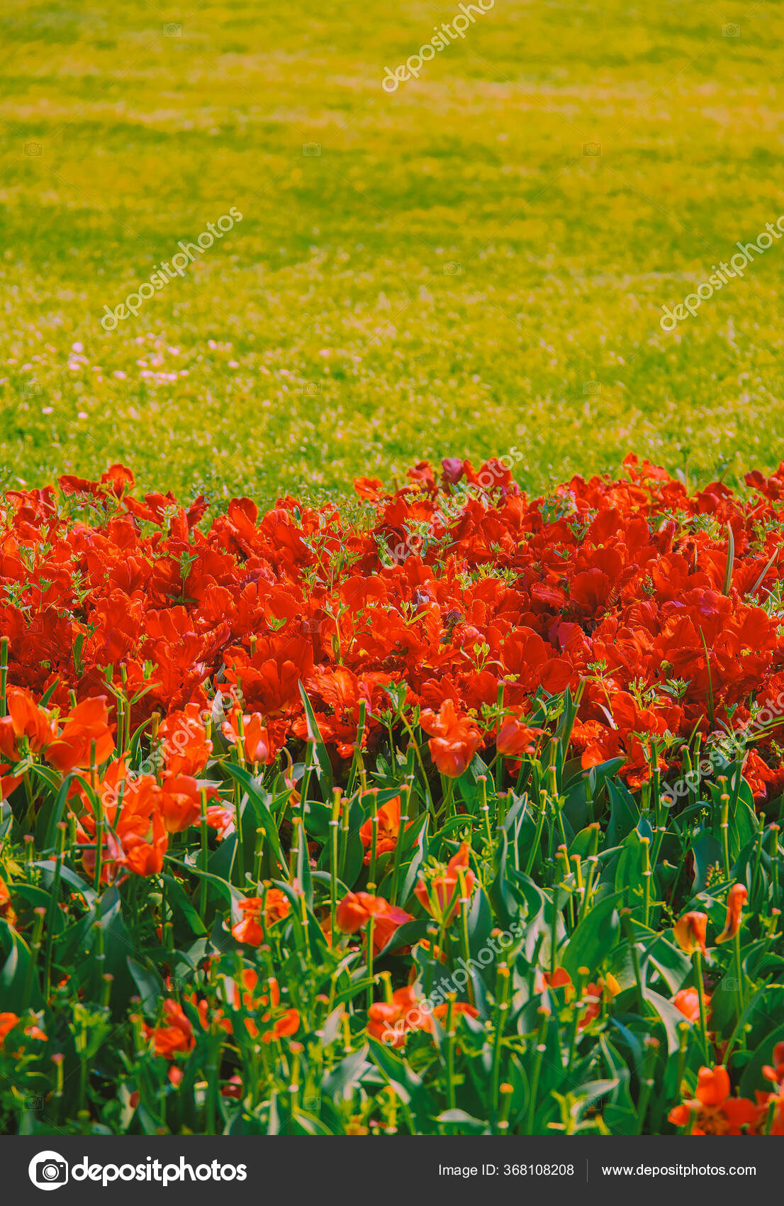 Hoa đỏ tulip nở nụ hình nền mùa xuân: Những bông hoa đỏ tulip nở rực rỡ trên nền mùa xuân sẽ khiến bạn cảm thấy như được chạm vào vẻ đẹp thiên nhiên ngay trên bàn làm việc của mình. Mỗi lần nhìn vào hình ảnh này, chúng ta đều cảm thấy tươi mới và bình an trong tâm hồn.
