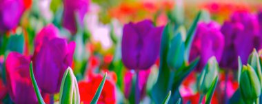 Moda Estetik Duvar Kağıdı Çiçekleri. Mor Lale çiçek arkaplanı.