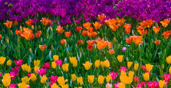 Aesthetics Flowers Wallpaper Mix Tulip Bloom Background — Stock Photo, Image