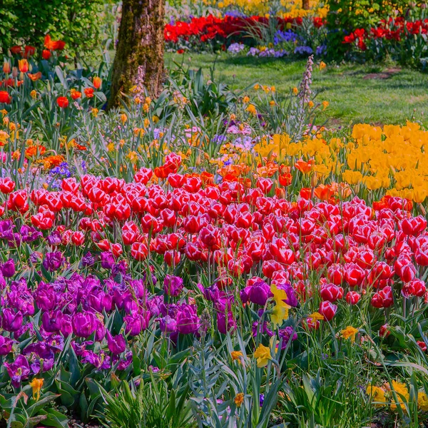 Kwiaty Estetyczne Wymieszać Tło Kwiat Tulipanów — Zdjęcie stockowe