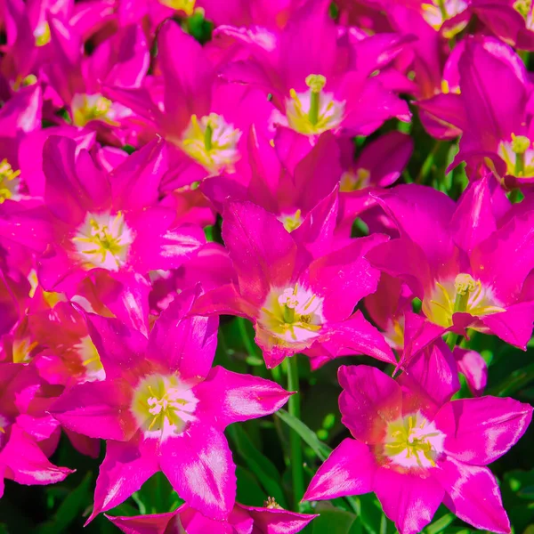 Aesthetics wallpaper flowers. Tulip pink blooming mood
