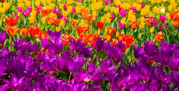 Aesthetics wallpaper flowers. Mix tulip colorful bloom background.