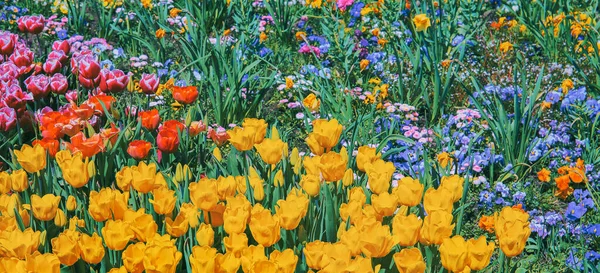 Des Fleurs Esthétique Mélanger Fond Fleurs Colorées Tulipe Vibrations Printanières — Photo