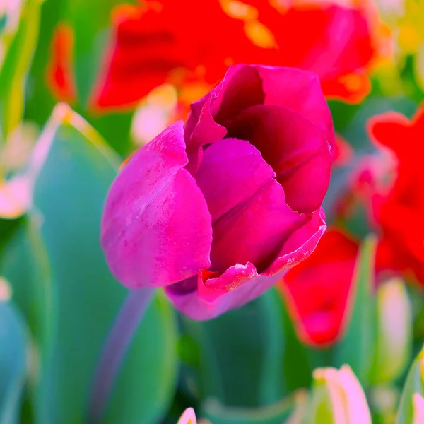 Aesthetics flowers. Red Tulip bloom background.