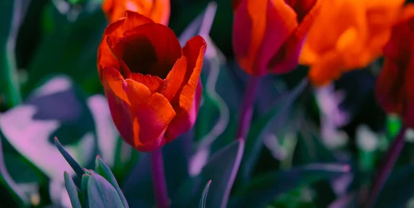 Aesthetics wallpaper flowers. Red Tulip bloom background.  Spring summer vibes