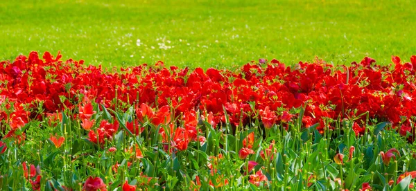 Aesthetics wallpaper flowers. Red Tulip bloom background.  Spring summer vibes