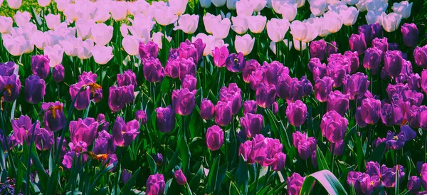 Moda Flores Estéticas Púrpura Branca Tulipa Flor Fundo — Fotografia de Stock