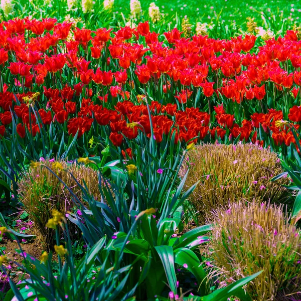 Estetyka Moda Kwiaty Czerwony Tulipan Tło Kwiat — Zdjęcie stockowe