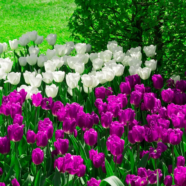 Estetyka Moda Kwiaty Fioletowy Biały Tulipan Tło — Zdjęcie stockowe
