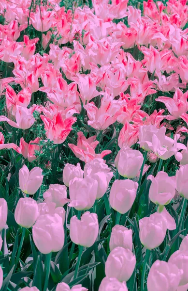 Mode Esthétique Fleurs Papier Peint Fond Tulipe Rose Blanc — Photo
