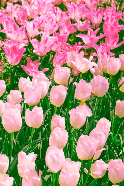 Aesthetics wallpaper flowers. Pink and white tulip background