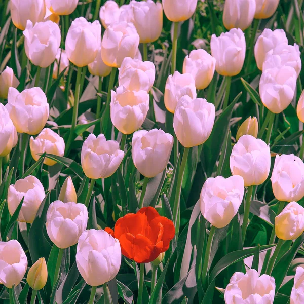 Estética Flores Papel Parede Vermelho Branco Tulipa Moda Fundo — Fotografia de Stock