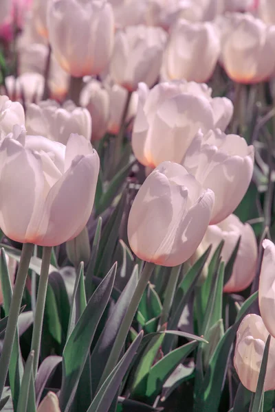 Estética Flores Papel Parede Tulipa Branca Fundo Flor — Fotografia de Stock
