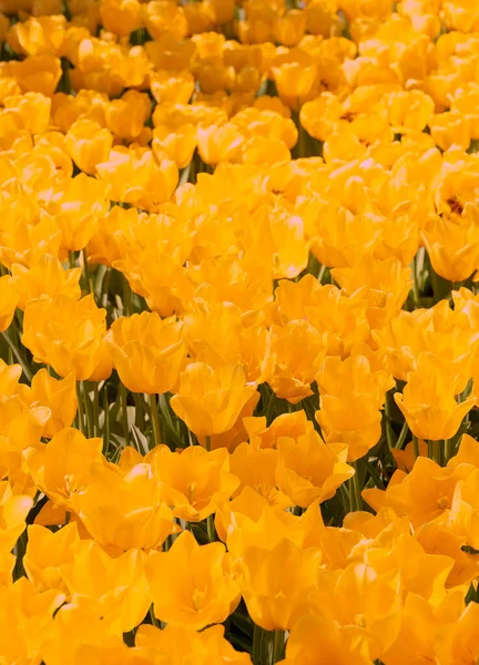 Aesthetics Wallpaper Flowers Yellow Tulip Bloom Background — Stock Photo, Image