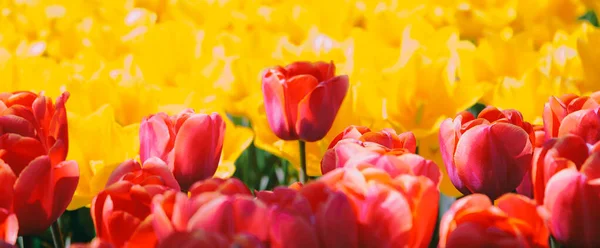 Estética Flores Papel Parede Fundo Flor Tulipa Vermelha Ideal Para — Fotografia de Stock