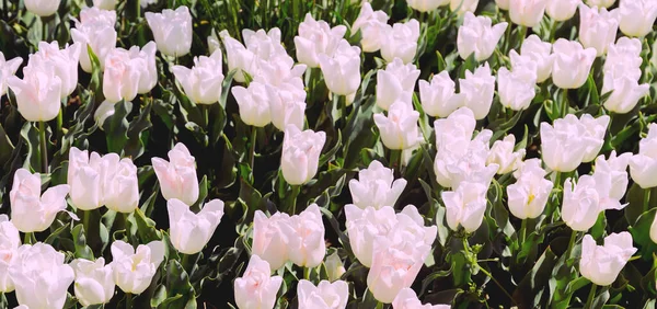 Aesthetics wallpaper flowers. White Tulip field bloom background.