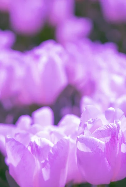 Естетика Шпалер Квіти Настільної Дошки Білий Фіолетовий Тюльпан Модного Фону — стокове фото