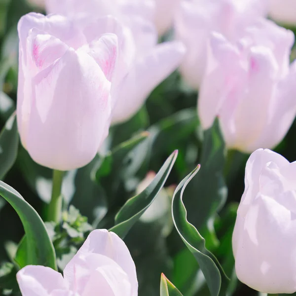 Estética Flores Papel Parede Branco Tulipa Moda Fundo — Fotografia de Stock