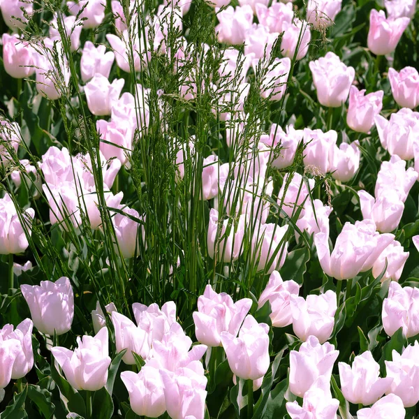 Ästhetik Tapete Blumen Weiße Tulpe Blüte Mode Hintergrund — Stockfoto