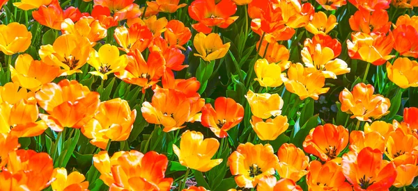 Aesthetics wallpaper flowers. Orange Tulip  bloom background. Ideal for postcard