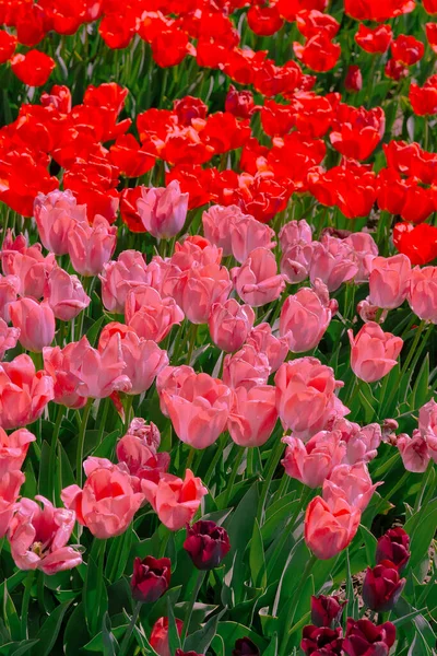 Esthétique Fleurs Moodboard Mélanger Fond Fleur Tulipe Idéal Pour Carte — Photo